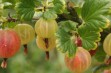Hinnonmaki Rot – odmiana agrestu o wybitnie deserowych owocach