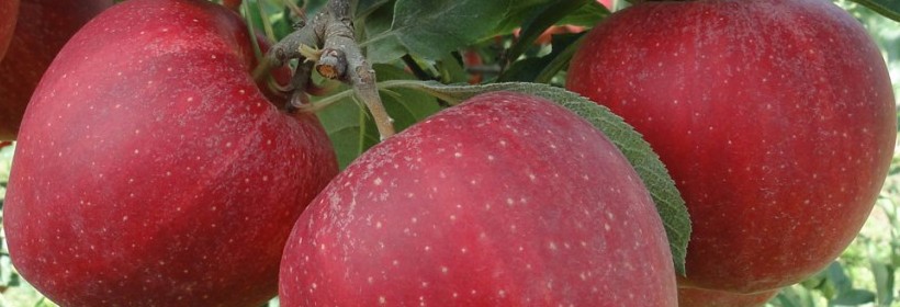 10 odmian roślin sadowniczych zostanie wpisanych do KR w 2018 r.