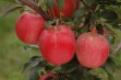 Natali Gala – zimowa odmiana jabłoni