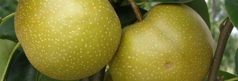 Chojuro &ndash; grusza azjatycka o oryginalnych owocach