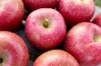 EverCrisp® - nowa amerykańska odmiana jabłoni