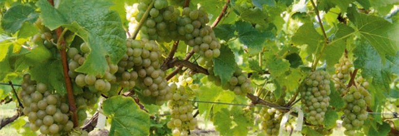 Helios &ndash; winorośl o podwyższonej odporności na choroby