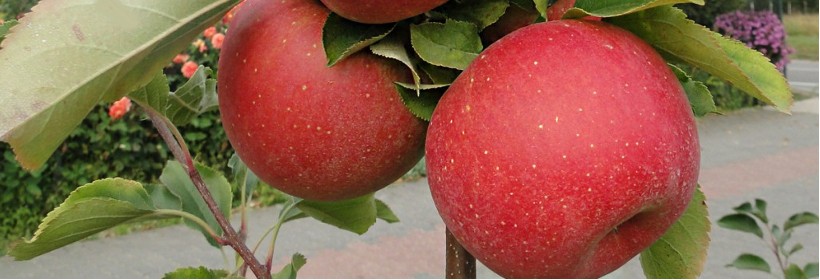 Reno2&reg; - czerwony mutant odmiany Szampion