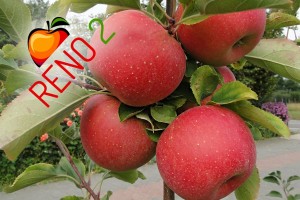 Odmiana jabłoni - Reno2&reg;