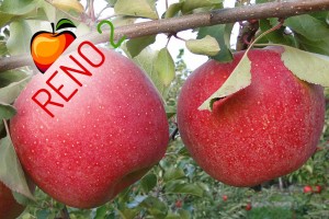 Odmiana jabłoni - Reno2®