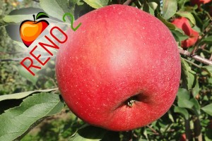 Odmiana jabłoni - Reno2®