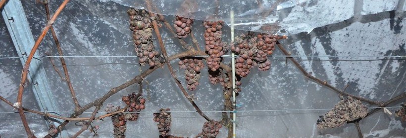 Johanniter &ndash; odmiana winorośli na wino lodowe