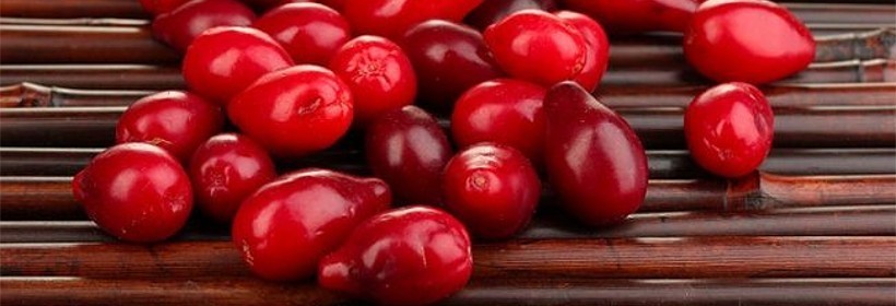 Pioneer &ndash; odmiana derenia o gruszkowatych owocach