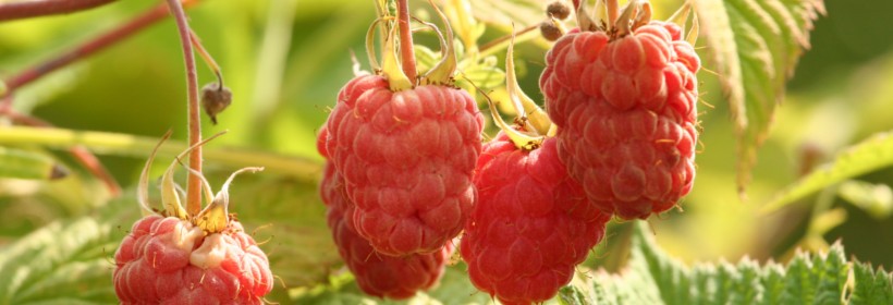 Polonez – malina owocująca w okresie letnio-jesiennym