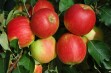 Delela – letnia, deserowa odmiana jabłoni