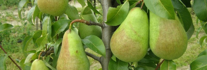 Amfora &ndash; zimowa odmiana gruszy