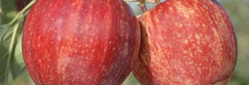 Gala Brookfield&reg; Baigent &ndash; naturalny mutant Gali Royal