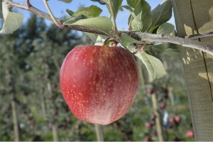 Odmiana jabłoni - Gala Brookfield® Baigent