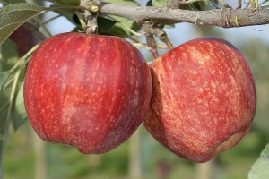 Odmiana jabłoni - Gala Brookfield® Baigent