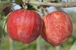 Gala Brookfield&reg; Baigent &ndash; naturalny mutant Gali Royal