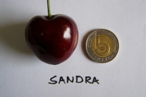 Odmiana czereśni - Sandra