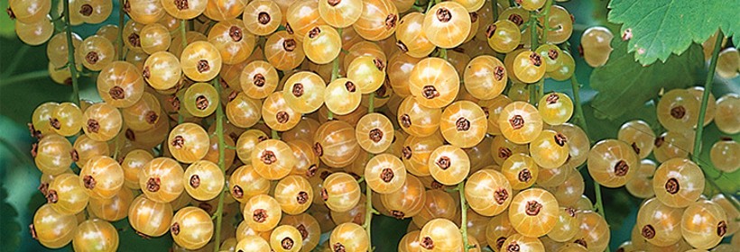 Biała z Juterbog &ndash; jedna z najcenniejszych odmian porzeczki białej