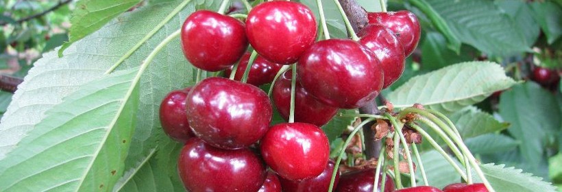 Vanda &ndash; średnio wczesna odmiana czereśni