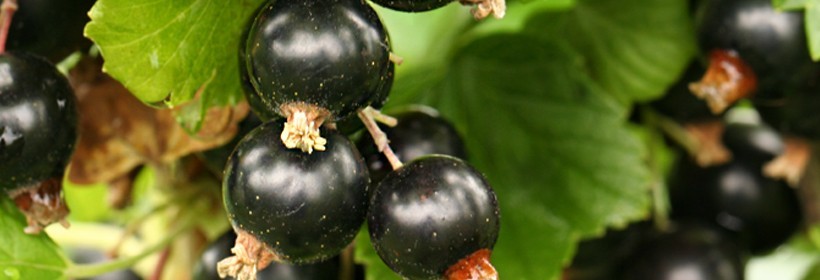 Krzewy owocowe - 12 tydzień 2018 roku