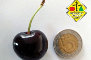 Odmiana czereśni - Narana&reg;