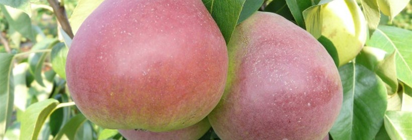 Radana &ndash; letnia odmiana gruszy