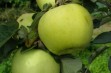 Antonówka – jedna z najstarszych odmian jabłoni
