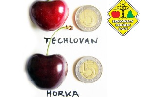 Odmiana czereśni - Horka&reg;