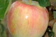Piros – najpopularniejsza letnia odmiana jabłoni