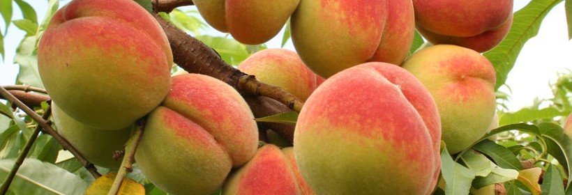 Vulcan &ndash; brzoskwinia wytrzymała na mr&oacute;z