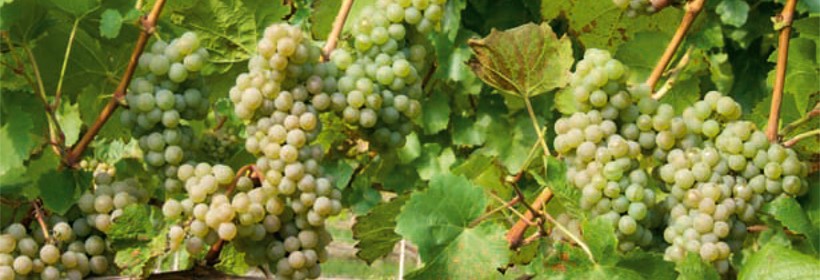 Hibernal – przerobowa odmiana winorośli na białe wino
