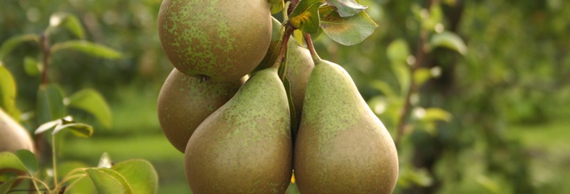 Pigwa MA – wegetatywna podkładka dla gruszy