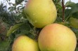 Gold Bohemia – wybitnie deserowa odmiana jabłoni