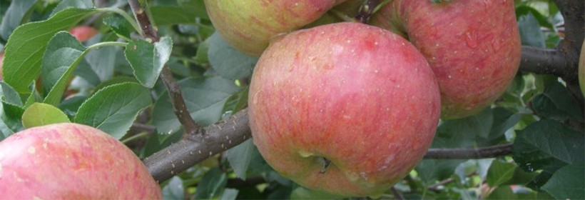 Topaz &ndash; odmiana jabłoni o wybitnie smacznych owocach 