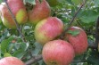 Topaz &ndash; odmiana jabłoni o wybitnie smacznych owocach 