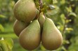 Grusza kaukaska &ndash; generatywna podkładka dla gruszy