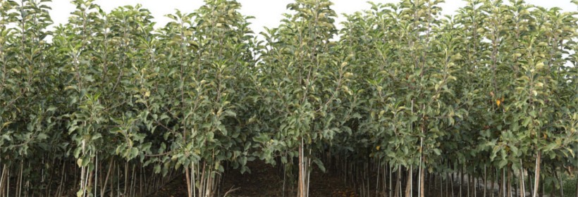 Drzewka owocowe - jabłonie - 23 tydzień 2018 r.