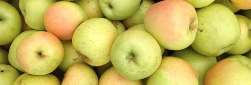 Honeygold – amerykańska odmiana jabłoni o soczystych owocach