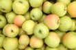 Honeygold &ndash; amerykańska odmiana jabłoni o soczystych owocach