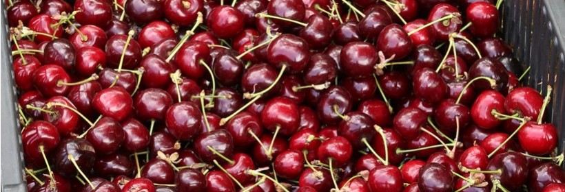 Oktavia &ndash; p&oacute;źna odmiana czereśni
