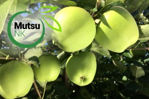 Odmiana jabłoni - Mutsu NK