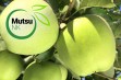 Mutsu NK &ndash; mutant odmiany Mutsu