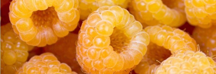 Jambo – nowa holenderska odmiana maliny o żółtych owocach