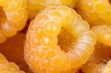 Jambo – nowa holenderska odmiana maliny o żółtych owocach