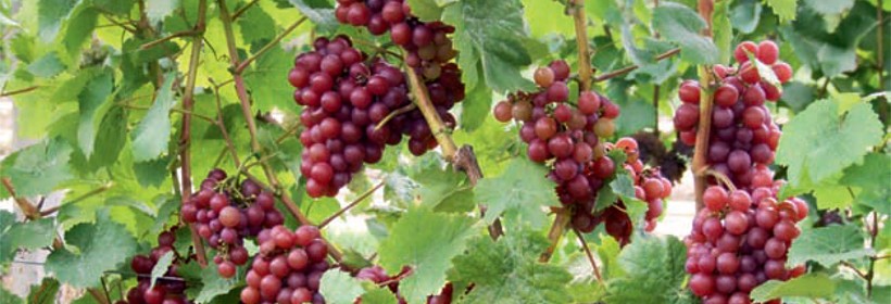 Siegerrebe – odmiana winorośli na białe wino o muszkatowym aromacie