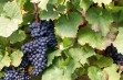 Zweigelt – przerobowa odmiana winorośli