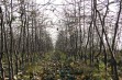 Zrazy/oczka jabłoni - 28 tydzień 2018 r.