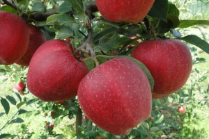 Odmiana jabłoni - Zuzi Gala