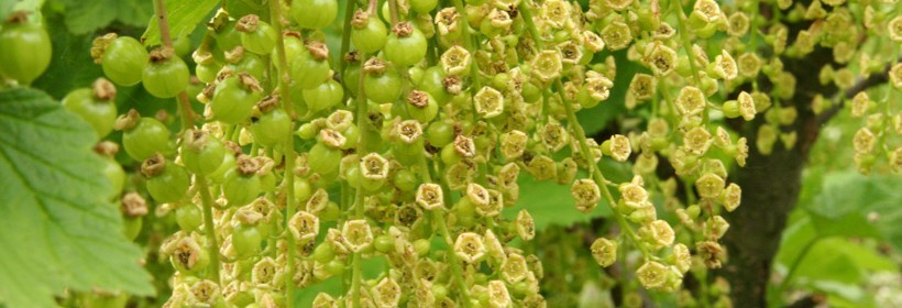 Odmiany porzeczek wpisane do KR w 2018 roku