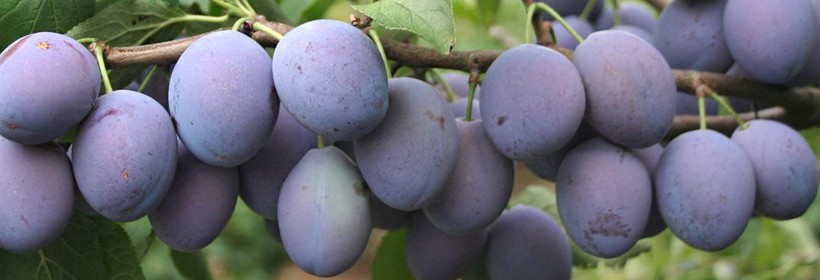 Hanita &ndash; niemiecka odmiana śliwy