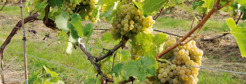 Seyval Blanc &ndash; niezawodna odmiana winorośli